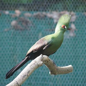 Guinea turaco