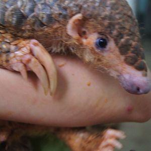 Pangolin