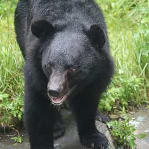Formosan black bear