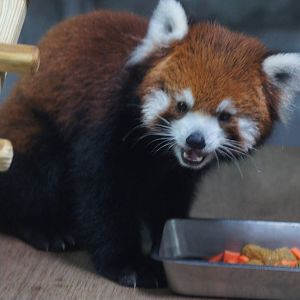 Styan's red panda
