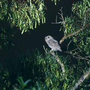 Wild scops owl