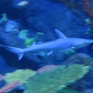 Bonnethead shark, June 2015.