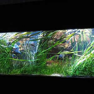 Piranha tank, June 2015.