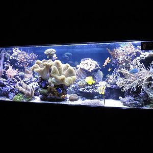 Reef tank, June 2015.