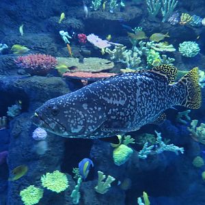 Giant grouper, June 2015.