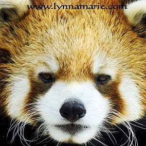 Red Panda