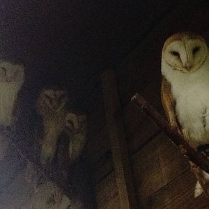 Barn Owls