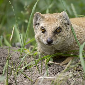Yellow mongoose