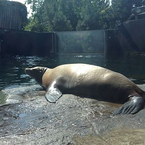 California Sea Lion