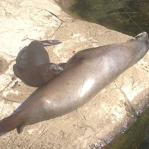 California Sea Lion Pup Suckling