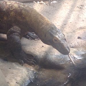 Komodo Dragon.