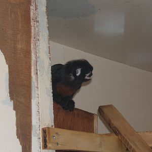 White-lipped Tamarin