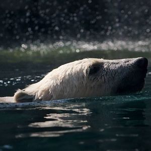 Polar Bear