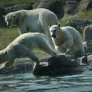 Olinka and her cubs Sizzel & Todz.