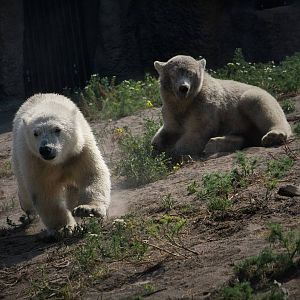 Sizzel & Tods - Polar Bear Twins