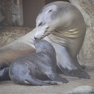 California Sea Lion Pup