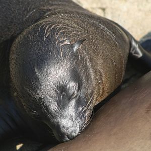 California Sea Lion Pup Suckling.
