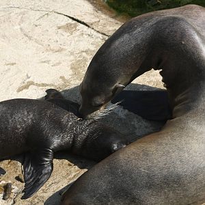 California Sea Lion Pup Suckling