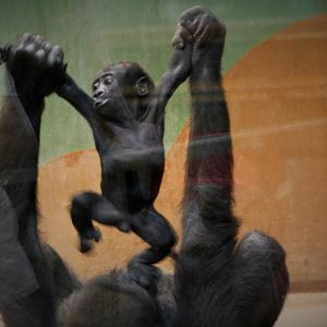 Gorilla baby born April 2015