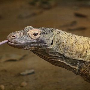 Komodo Dragon.