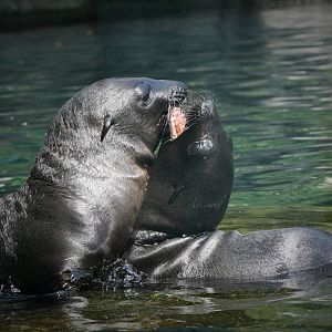California Sea Lion Pups Playing