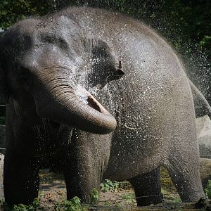 Asian Elephant.
