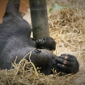 Gorilla baby Suckling.