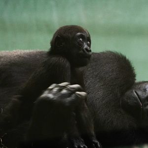 Gorilla Baby from December last year.