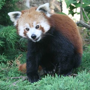 Red Panda.