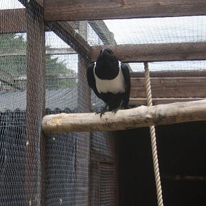 African Pied Crow