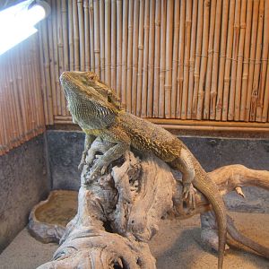 Bearded Dragon