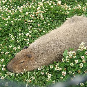 Capybara