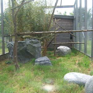 Rusty-spotted Cat enclosure