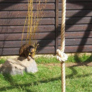 Collared Lemur