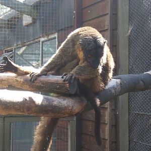 Collared Lemur