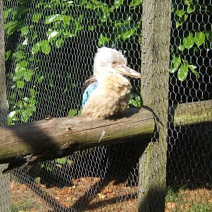 Blue-winged Kookaburra