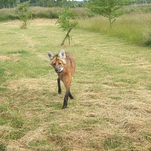 Maned Wolf
