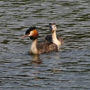 Great Crested Grebe