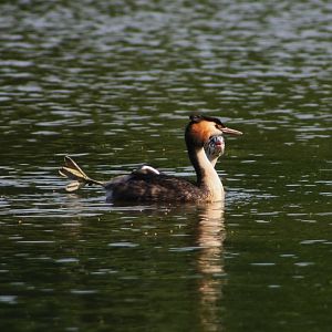 Great Crested Grebe