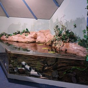 Axolotl exhibit 24th June 2015