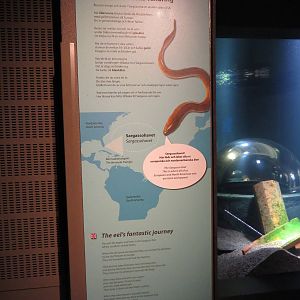 Sargasso Sea sign, June 2015