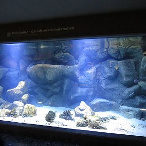 Sea tank, June 2015
