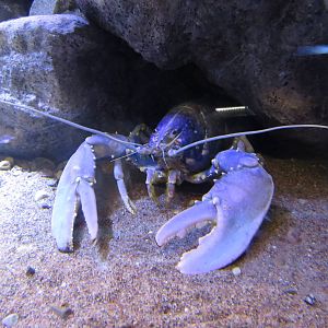Blue lobster, June 2015