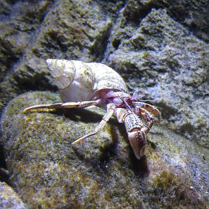 Hermit crab, June 2015