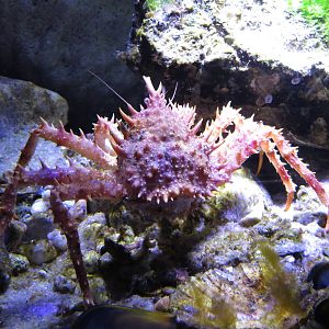 Spiny crab, June 2015