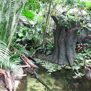 Amazon rainforest exhibit, June 2015