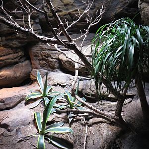 Gila monster enclosure, June 2015