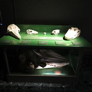 Skull display, June 2015
