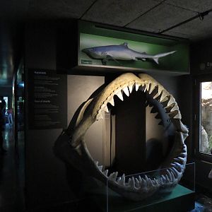 Shark display, June 2015