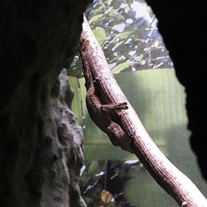 Uroplatus sp., June 2015